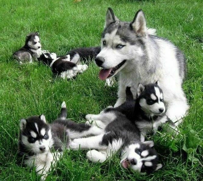 Husky Puppies For Adoption And Rehoming Denver