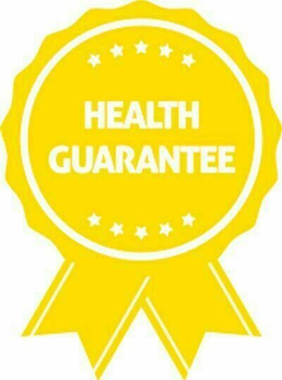 Кавалер кинг-чарльз-спаниель