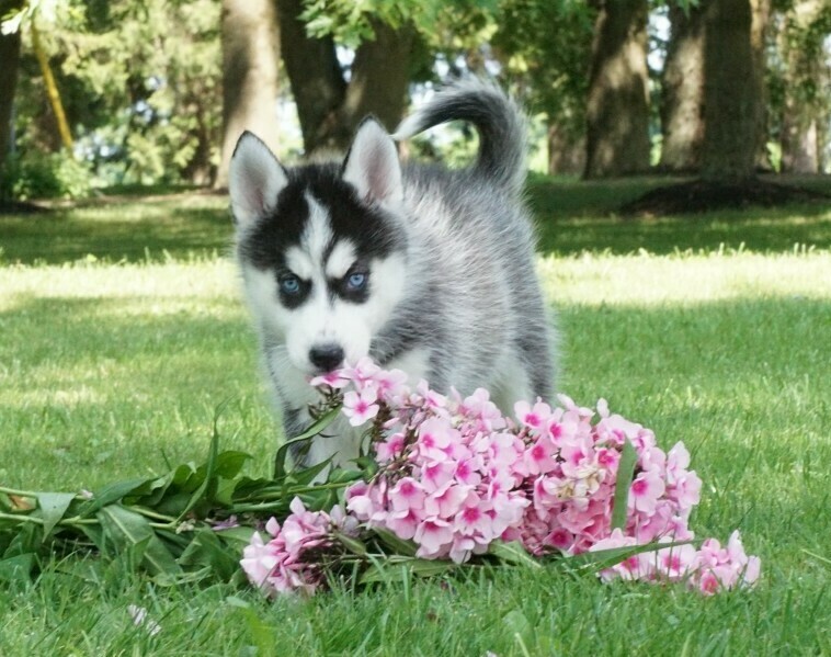 Blue Eyed Siberian Husky Puppies New York