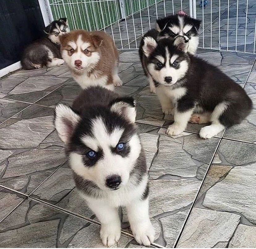 Siberian Husky puppies for sale in Florida