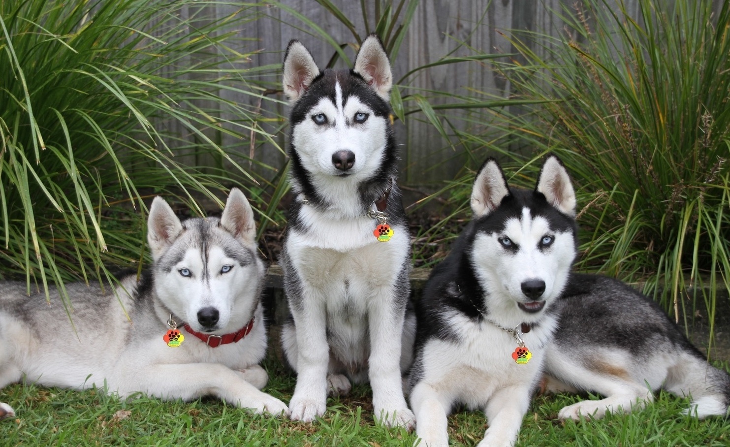 siberian husky puppies for sale in alaska