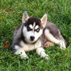 <span style="font-weight: bold;">Bessy </span>