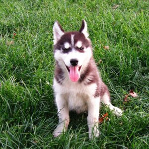 <span style="font-weight: bold;">Buster</span>