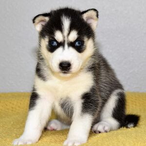 <span style="font-weight: bold;">Remy</span>