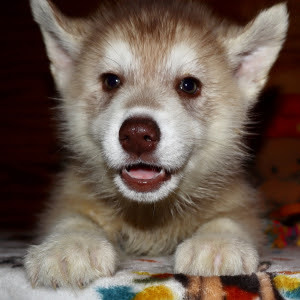 <span style="font-weight: bold;">Gigage Ginger</span>