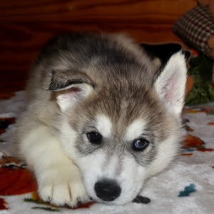 <span style="font-weight: bold;">Milo</span>