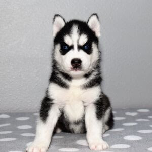 <span style="font-weight: bold;">Rambo</span>