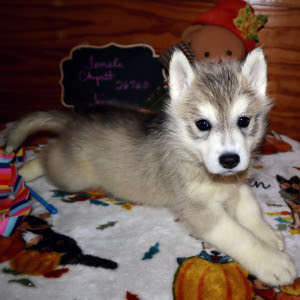 <span style="font-weight: bold;">Jada</span>