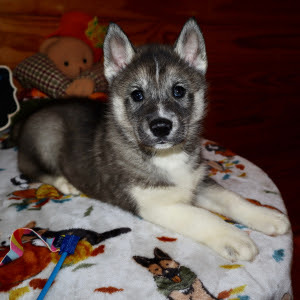 <span style="font-weight: bold;">Boone</span>